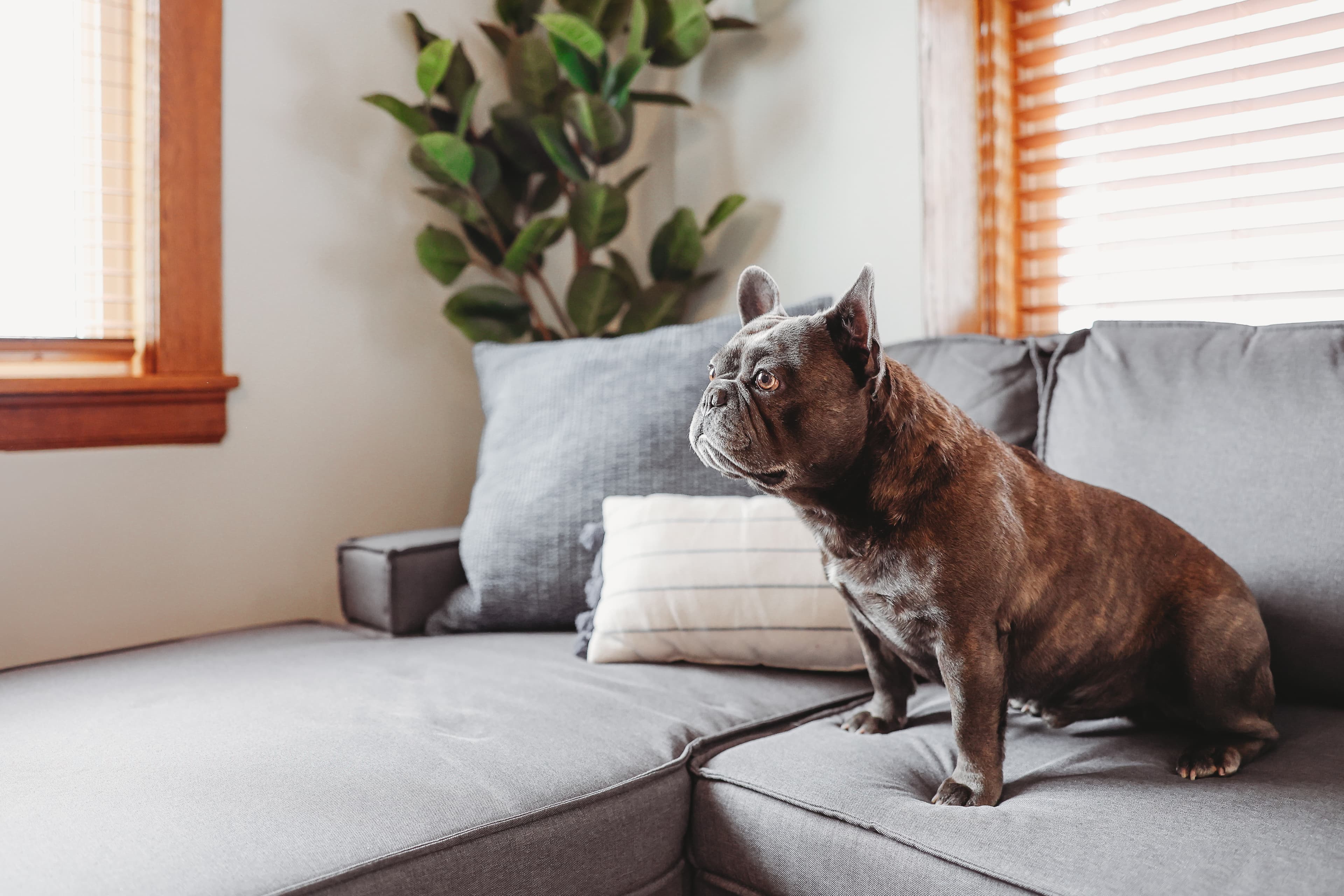 Brindle French Bulldog sitting on a grey couch, looking towards a bright window.