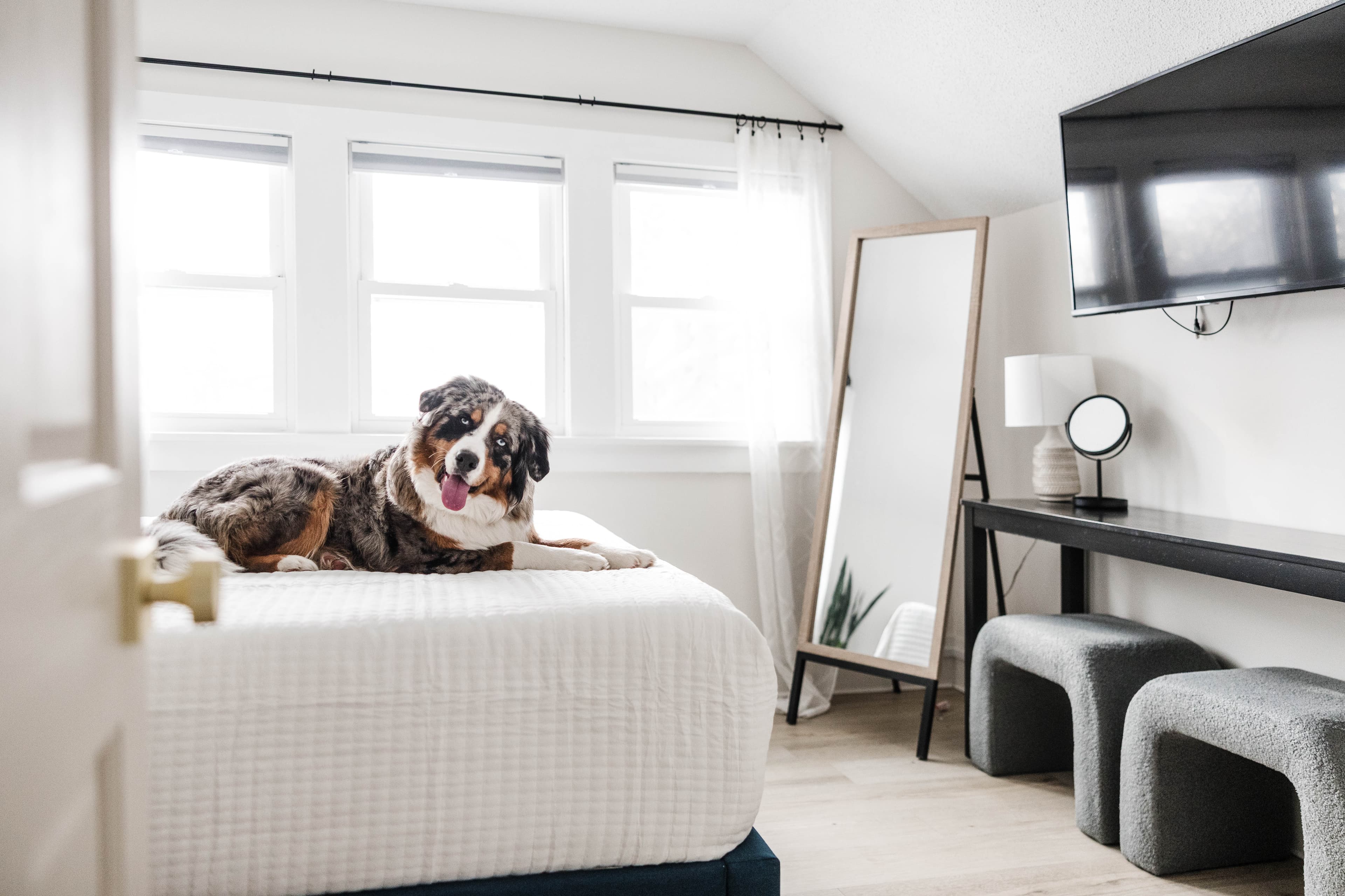 Blue merle Australian Shepherd dog lying on a white bed in a bright bedroom.