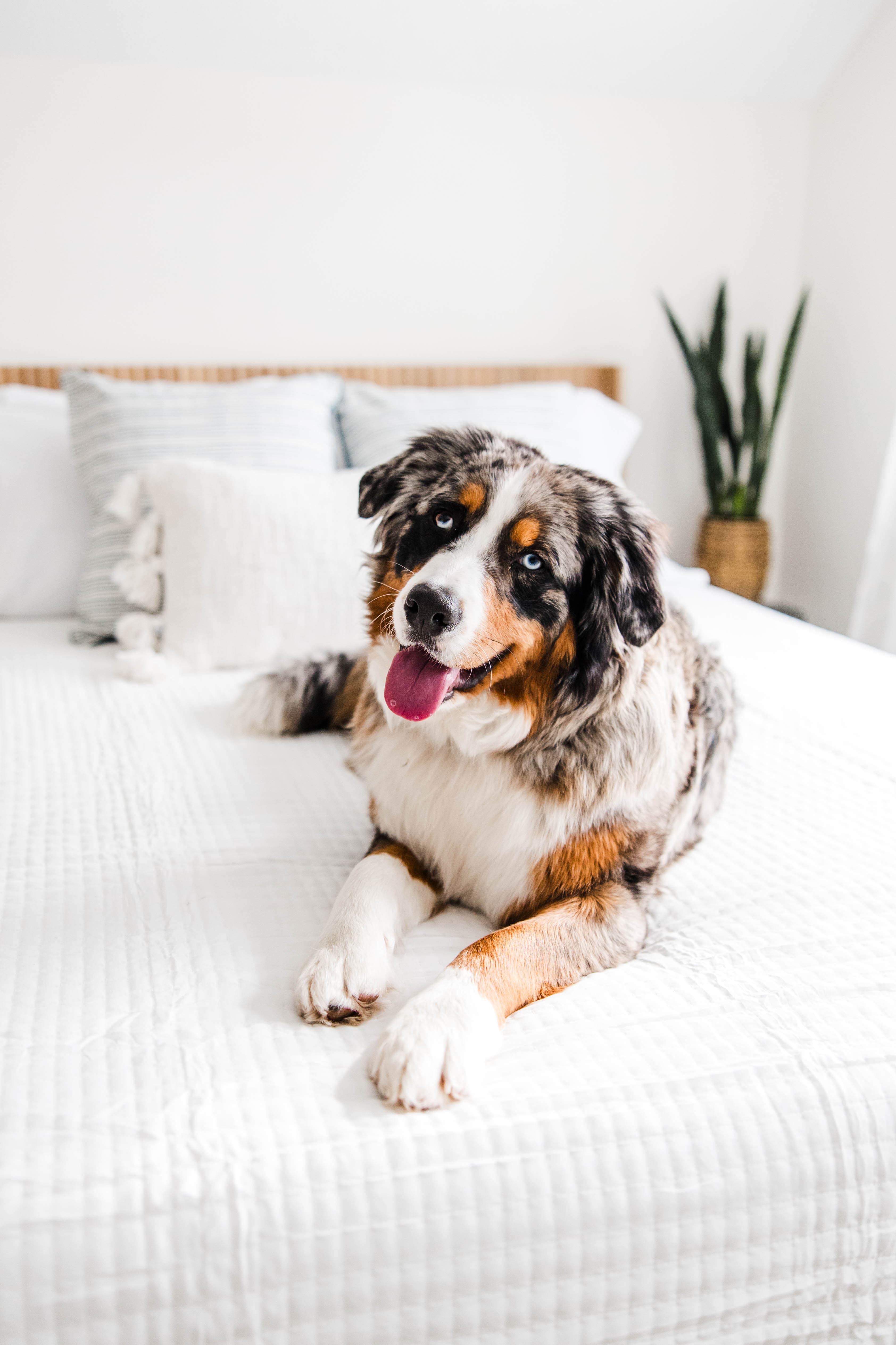 A blue merle Australian Shepherd with blue eyes lies on a white bed, panting happily.